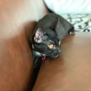 Meet your Posher, Connor